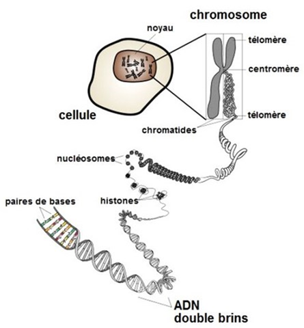 http://ovnis-direct.com/_media/img/small/crome.jpg