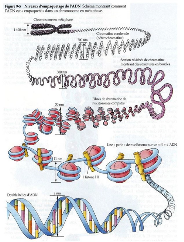 http://ovnis-direct.com/_media/img/medium/fig.jpg